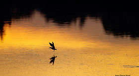 Mouette soir JPN 7oct26_3.jpg