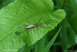 Tetragnatha extensa 3mai26.jpg