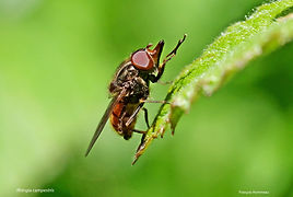 Rhingia campestris FH 19avril26.jpg