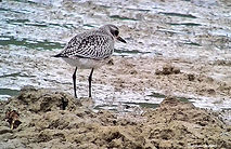 Pluvier argenté CG 9oct26_2_edited.jpg