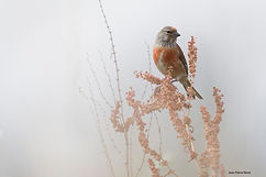 Linotte JPN 2juil25.jpg