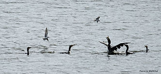 Guifettes et cormoran 13sept25_6.jpg