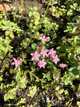 Centaurium erythraea 28juin21.jpg