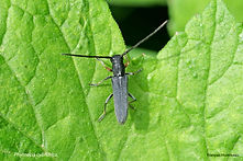Phytoecia cylindrica FH 18avril26.jpg