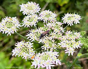Cephaledo bifasciata rossii 19juil_1.jpg