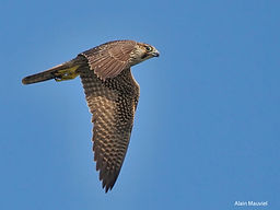 F. Pelerin AM 8sept21_3.jpg