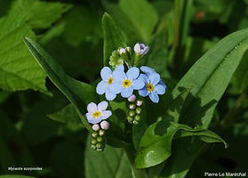 Myosotis des marais.jpg