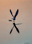 Mouette soir JPN 7oct26_1.jpg
