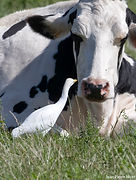 HGB et vache JPN 27sept25.jpg