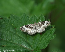 Epirrhoe alternata 3mai26.jpg