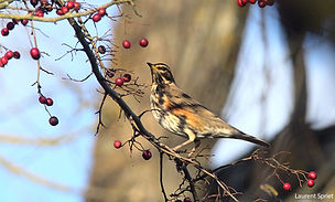 Mauvis LS 20dec20.jpg