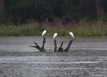 3 aigrettes pluie.jpg