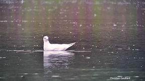 Mouette leucique CG 4aout26_1.jpg