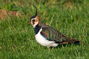 Vanneau DA 2janv26.jpg