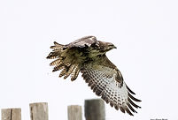 Buse JPN 24dec25.jpg