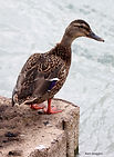 Colvert KB 27juil26.jpg