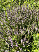 Mentha pulegium 9juin26.jpg