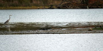 Becasseau minute loin 10nov25_2.jpg