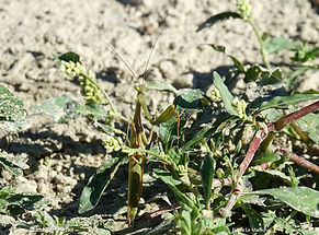 Mantis religiosa 4sept26_6.jpg