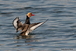 Nette rousse JPN 21mars22.jpg