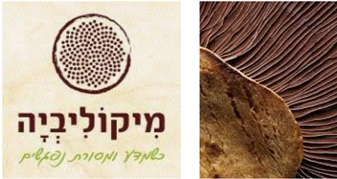 מיקוליביה.png