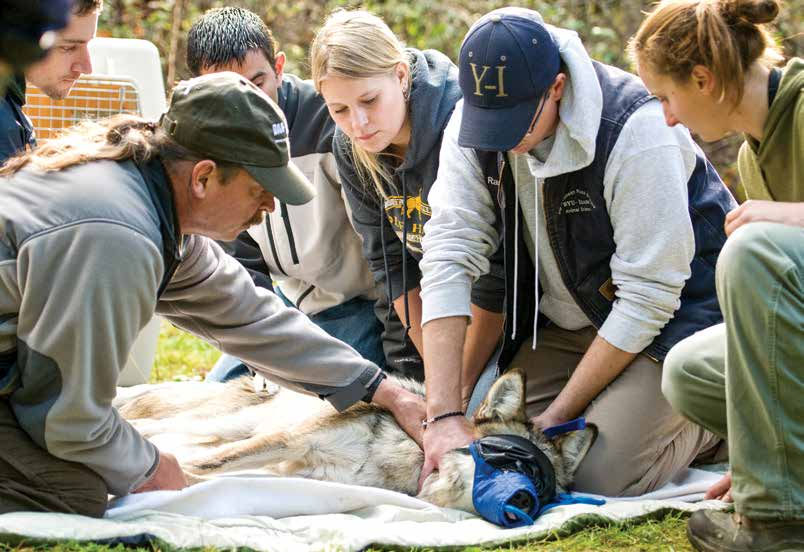 Dr. Mark Johnson instructs students at Wolf Haven's 2010 Wildlife Handling course