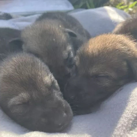 Wild American Red Wolf Population Grows with Arrival of New Pups