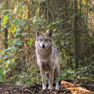 The Wolf & The Golden Eggs