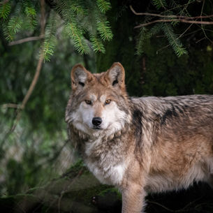 Wolf Haven Celebrates the Arrival of Three New Animals