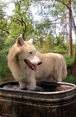 London enjoys his splash tub.JPG