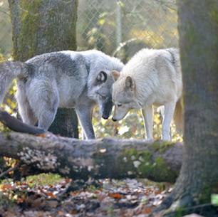 Wolf Haven's Global Accreditation Journey