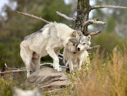 McCleery wolves Julie 2018 07.jpg