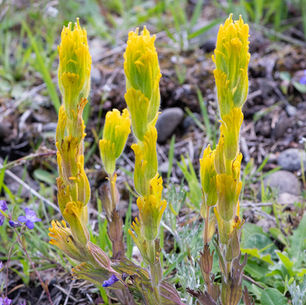 17 Years of Restoration to Rebuild Our Small but Mighty Prairie