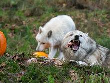 Wolf Haven's Philosophy of Care: Feeding the Wolves