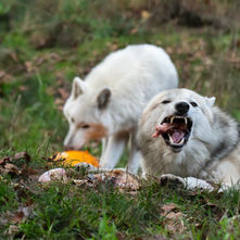Wolf Haven's Philosophy of Care: Feeding the Wolves