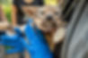 ARW pup check_GC