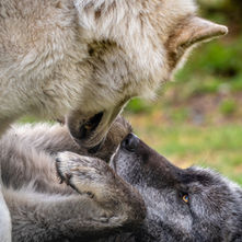 Spring is in the Air: Wolf Mating Systems & Misconceptions About Monogamy