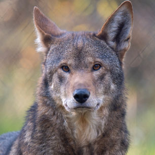 Preparing American Red Wolves for Release