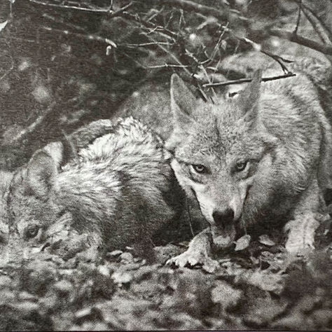 From The Archive: Feliz Cumpleaños Lobos Mexicanos!