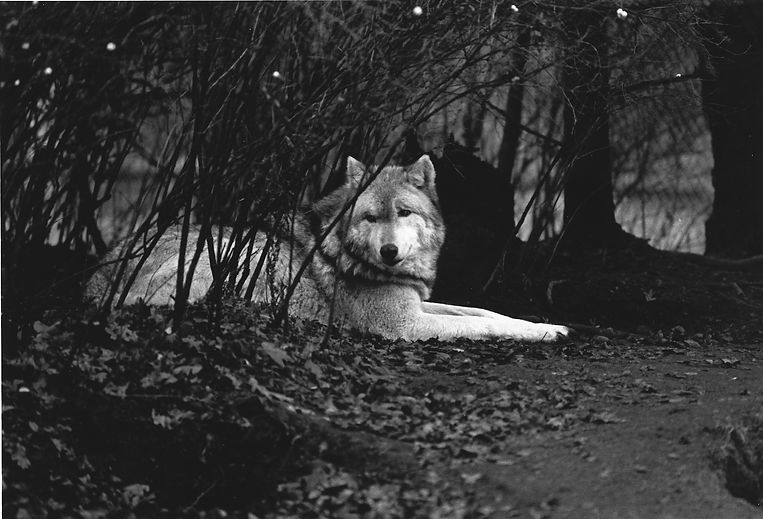 WHI Historical Wolf.jpg