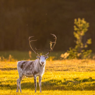 Sámi Reindeer Herders & Their Relationship with Wolves