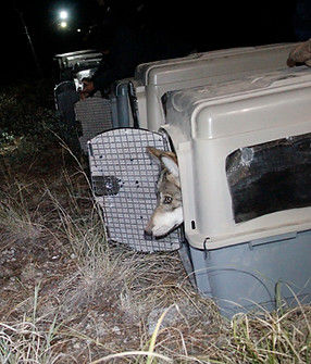 Mexican wolf release in Mexico 2016.JPG