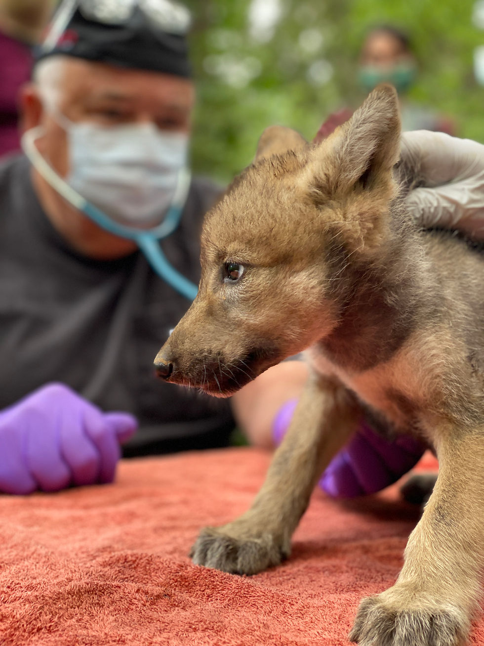 Dr. Jerry Brown conducts a Mexican wolf pup check in 2020 - almost 25 years after the first litter of pups was born at Wolf Haven