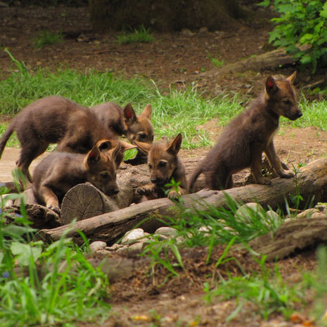 Threats to the Endangered Species Act