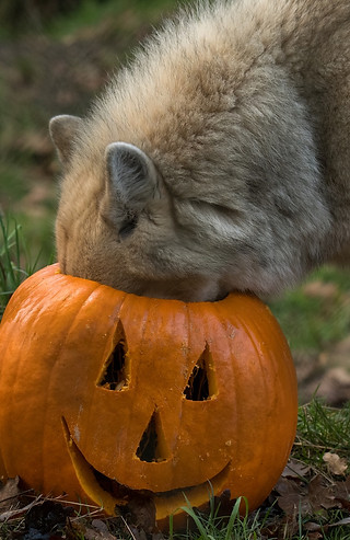 Little Foot w pumpkin_JP