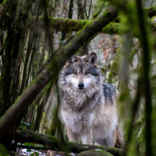 Wolves & Wine 2025: A Howling Success