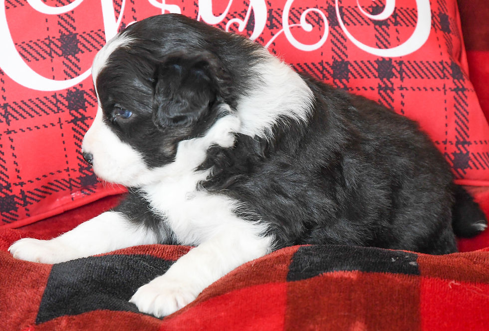 Nymeria