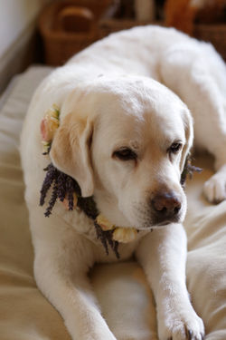 wedding-dogs-storied-events