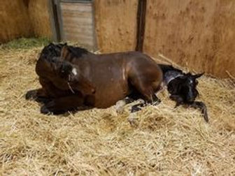 ema foaling.jpg