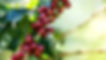 red coffee bean.jpg